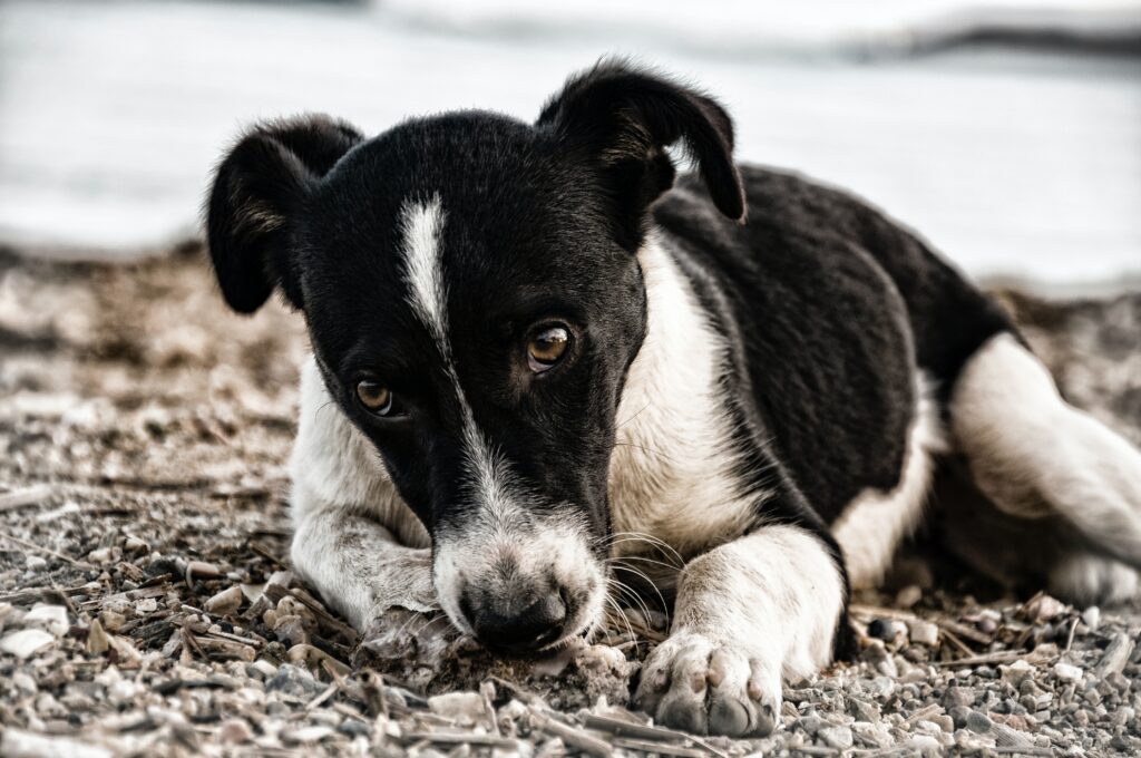 Black and white dog laying down with sad expression