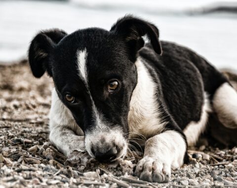 Black and white dog laying down with sad expression